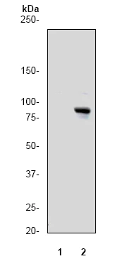 Western blot - Anti-RSK1 p90 (phospho T359) antibody [E238] (AB32413)