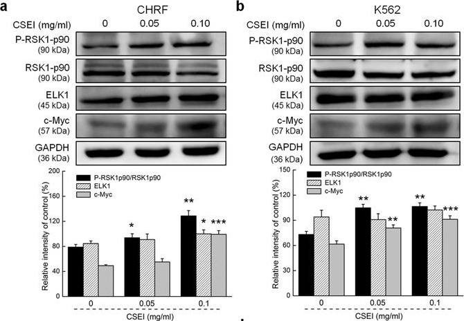 Western blot - Anti-RSK1 p90 (phospho T359) antibody [E238] (ab32413), expandable thumbnail