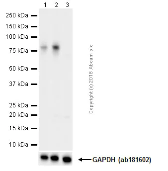 Western blot - Anti-RSK1 p90 (phospho T359) antibody [E238] (AB32413)