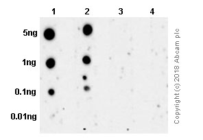 Dot Blot - Anti-RSK1 p90 (phospho T359) antibody [E238] - BSA and Azide free (AB171376), expandable thumbnail