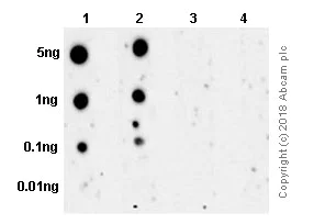 Dot Blot - Anti-RSK1 p90 (phospho T359) antibody [E238] - BSA and Azide free (AB171376)