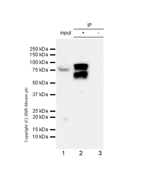 Immunoprecipitation - Anti-RSK1 p90 (phospho T359) antibody [E238] - BSA and Azide free (AB171376)