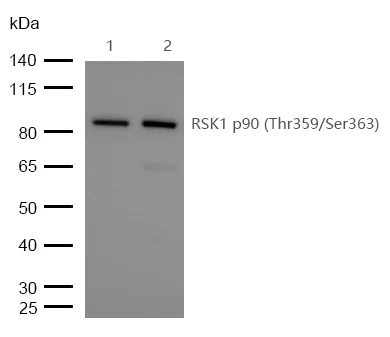 Western blot - Anti-RSK1 p90 (phospho T359 + S363)antibody [SU03-65] (AB326620)