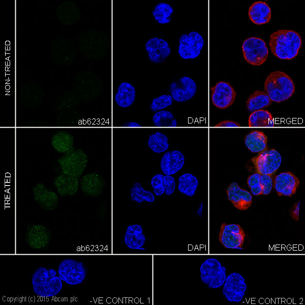 Immunocytochemistry/ Immunofluorescence - Anti-RSK1 p90 (phospho T573) antibody [EP2133Y] (AB62324), expandable thumbnail