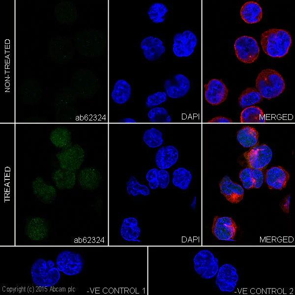 Immunocytochemistry/ Immunofluorescence - Anti-RSK1 p90 (phospho T573) antibody [EP2133Y] (AB62324)