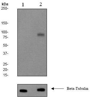 Western blot - Anti-RSK1 p90 (phospho T573) antibody [EP2133Y] - BSA and Azide free (AB209965), expandable thumbnail
