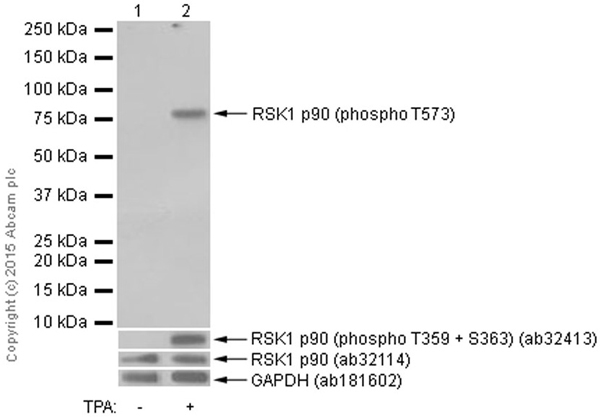 Western blot - Anti-RSK1 p90 (phospho T573) antibody [EP2133Y] - BSA and Azide free (AB209965), expandable thumbnail