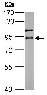 Western blot - Anti-RSK3 antibody (AB227230)