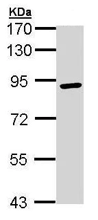 Western blot - Anti-RSK3 antibody (AB227230)