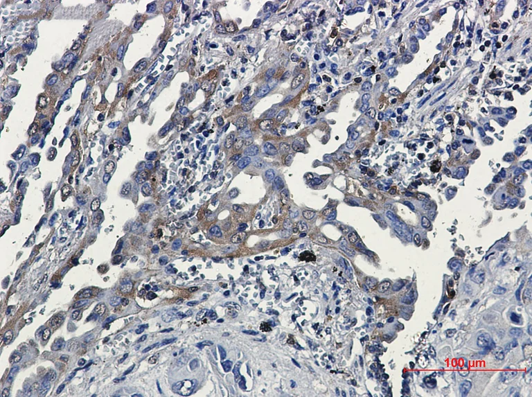 Immunohistochemistry (Formalin/PFA-fixed paraffin-embedded sections) - Anti-RSK3 Antibody [S05-5E4] (AB317409)