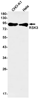 Western blot - Anti-RSK3 Antibody [S05-5E4] (AB317409)