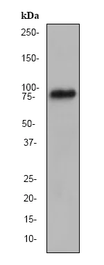 Western blot - Anti-RSK4 antibody [EP1982Y] (AB76117)
