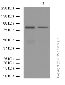 Western blot - Anti-RSK4 antibody [EP1982Y] (AB76117)