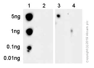 Dot Blot - Anti-RSK4 (phospho S232) antibody [EP1524Y] (AB81290)