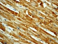 Immunohistochemistry (Formalin/PFA-fixed paraffin-embedded sections) - Anti-RSK4 (phospho S232) antibody [EP1524Y] (AB81290)