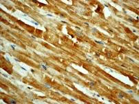 Immunohistochemistry (Formalin/PFA-fixed paraffin-embedded sections) - Anti-RSK4 (phospho S232) antibody [EP1524Y] (AB81290)