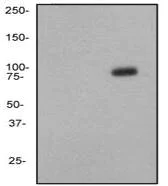 Western blot - Anti-RSK4 (phospho S232) antibody [EP1524Y] (AB81290)