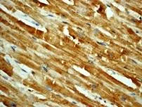 Immunohistochemistry (Formalin/PFA-fixed paraffin-embedded sections) - Anti-RSK4 (phospho S232) antibody [EP1524Y] - BSA and Azide free (AB284772)