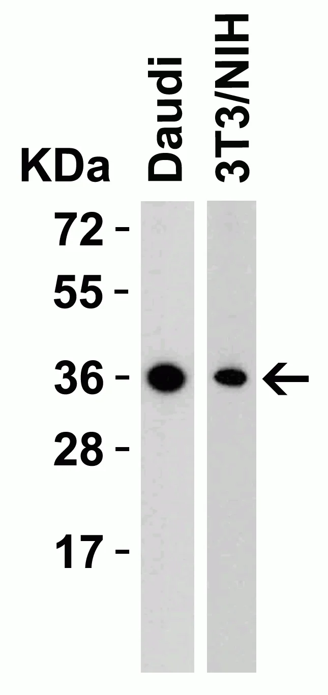 Western blot - Anti-RSPO1 antibody (AB106556)