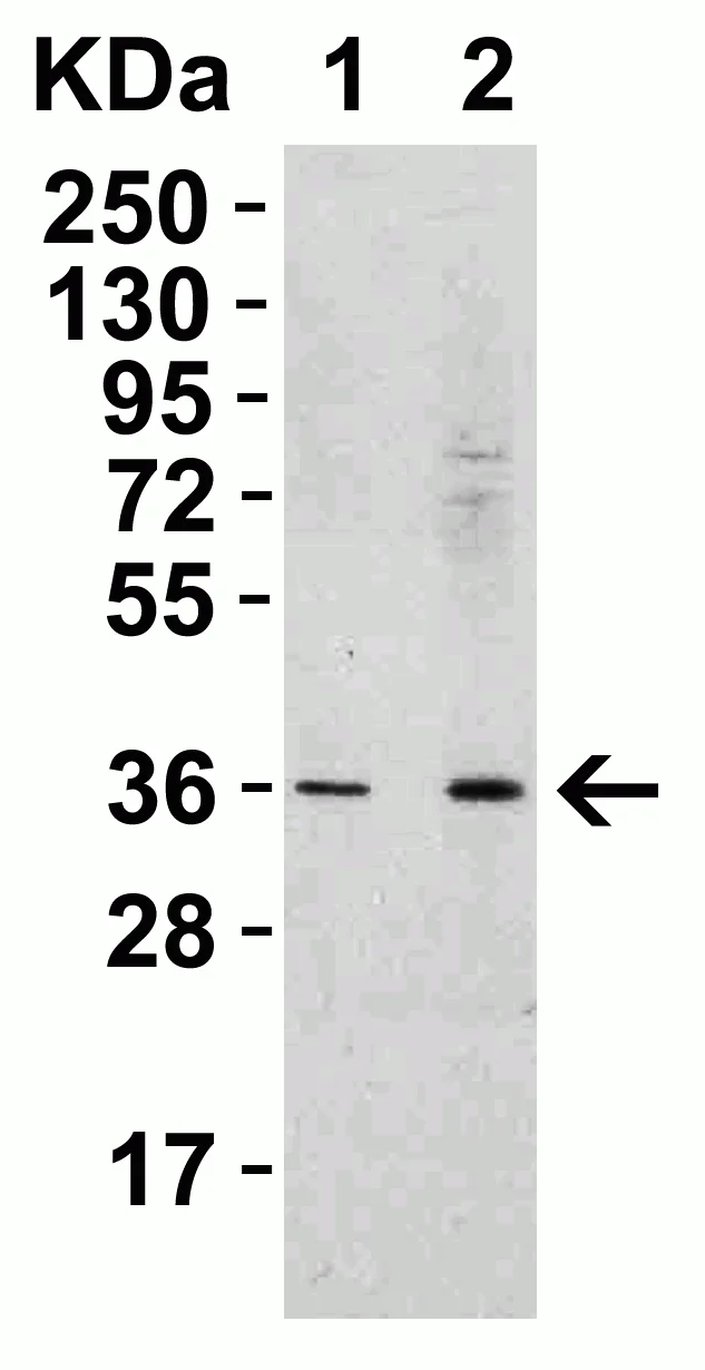 Western blot - Anti-RSPO1 antibody (AB106556)