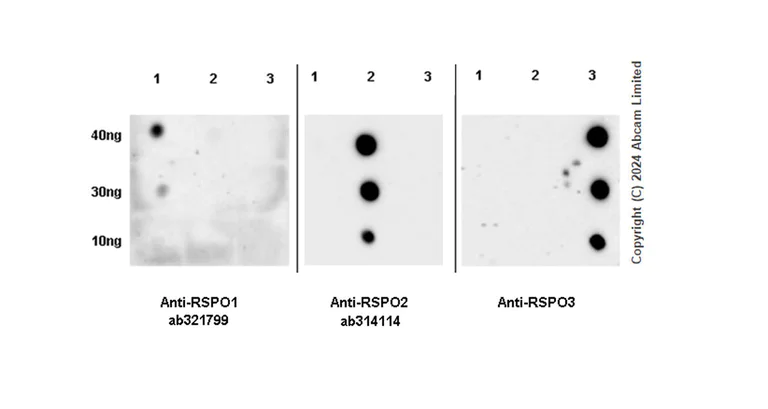 Dot Blot - Anti-RSPO1 antibody [EPR28996-577] - BSA and Azide free (AB321800)