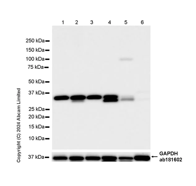 Western blot - Anti-RSPO1 antibody [EPR28996-577] - BSA and Azide free (AB321800)