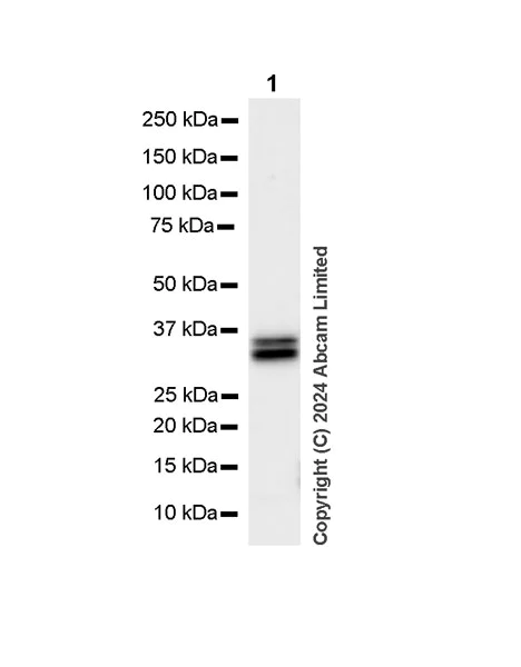 Western blot - Anti-RSPO1 antibody [EPR28996-577] - BSA and Azide free (AB321800)