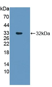 Western blot - Anti-RSPO3 antibody (AB233113)