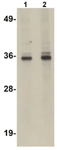 Western blot - Anti-RSRC1 antibody (AB106650)