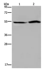 Western blot - Anti-RST antibody - C-terminal (AB198791)