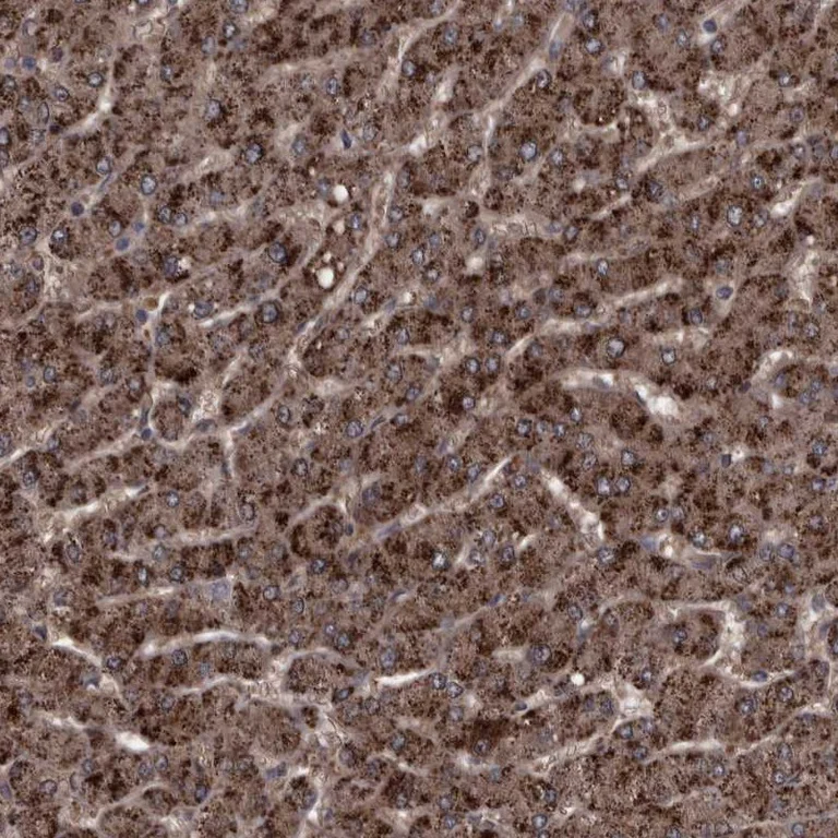 Immunohistochemistry (Formalin/PFA-fixed paraffin-embedded sections) - Anti-RSU1 antibody (AB254600)