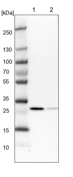 Western blot - Anti-RSU1 antibody (AB254600)