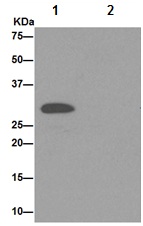 Immunoprecipitation - Anti-RSU1 antibody [EPR16127] - BSA and Azide free (AB251068)