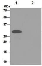 Immunoprecipitation - Anti-RSU1 antibody [EPR16127] - BSA and Azide free (AB251068)