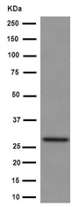 Western blot - Anti-RSU1 antibody [EPR16127] - BSA and Azide free (AB251068)