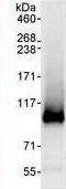 Immunoprecipitation - Anti-RTF1 antibody (AB99362)