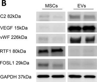 Western blot - Anti-RTF1 antibody (AB99362)
