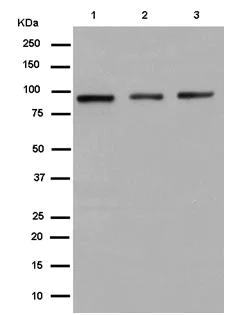Western blot - Anti-RTF1 antibody [EPR13615] (AB184570)