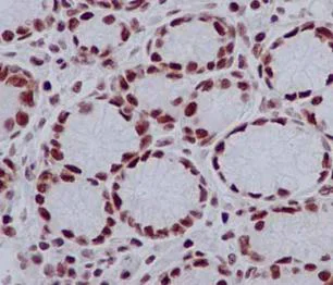 Immunohistochemistry (Formalin/PFA-fixed paraffin-embedded sections) - Anti-RTF1 antibody [EPR13615] - BSA and Azide free (AB250771)