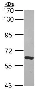 Western blot - Anti-RTKN/Rhotekin antibody (AB154954)