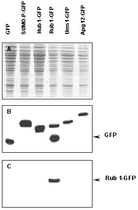 Western blot - Anti-RUB1 antibody (AB4751)