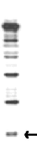 Western blot - Anti-RUB1 antibody (AB4751)