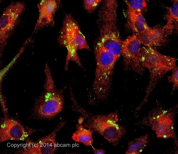 Immunocytochemistry/ Immunofluorescence - Anti-Rubicon/Baron antibody (AB156052)