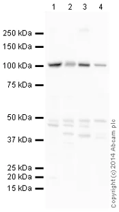 Western blot - Anti-Rubicon/Baron antibody (AB156052)