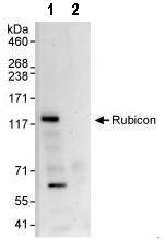 Immunoprecipitation - Anti-Rubicon/Baron antibody (AB92388)