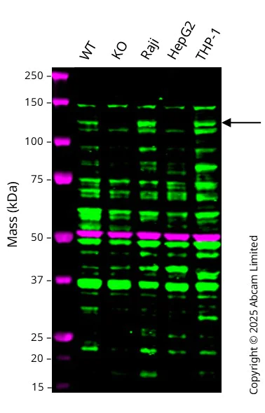 Western blot - Anti-Rubicon/Baron antibody [EPR26996-20] (AB307720)