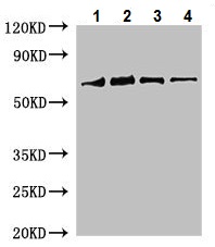 Western blot - Anti-RUBISCO antibody (AB226002)