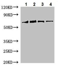 Western blot - Anti-RUBISCO antibody (AB226002)