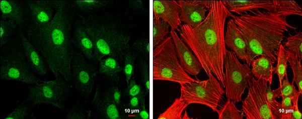 Immunocytochemistry/ Immunofluorescence - Anti-RUNX1 / AML1 antibody (AB229482), expandable thumbnail