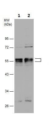 Western blot - Anti-RUNX1 / AML1 antibody (AB229482), expandable thumbnail